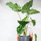 Plant in a Box - Alocasia 'Portodora' - XXL Groene Kamerplant - Pot 32cm - Hoogte 110-120cm