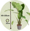 Plant in a Box - Alocasia 'Portodora' - XXL Groene Kamerplant - Pot 32cm - Hoogte 110-120cm