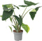 Plant in a Box - Alocasia Zebrina - Grote luchtzuiverende kamerplant - Pot 32cm - Hoogte 140-150cm