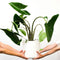 Plant in a Box - Alocasia Zebrina - Grote luchtzuiverende kamerplant - Pot 32cm - Hoogte 140-150cm