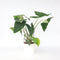 Plant in a Box - Alocasia Zebrina - Grote luchtzuiverende kamerplant - Pot 32cm - Hoogte 140-150cm