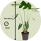 Plant in a Box - Alocasia Zebrina - Grote luchtzuiverende kamerplant - Pot 32cm - Hoogte 140-150cm