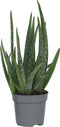 Plant in a Box - Aloë vera - Aloe barbadensis - Hoogte 25-40cm - Pot 10,5cm - Kamerplant - Groen