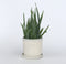 Plant in a Box - Aloë vera - Aloe barbadensis - Hoogte 25-40cm - Pot 10,5cm - Kamerplant - Groen
