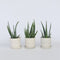 Plant in a Box - Aloë Vera - Set van 3 - Kamerplanten - Succulenten - Pot 10.5cm - Hoogte 25-40cm