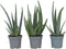 Plant in a Box - Aloë Vera - Set van 3 - Kamerplanten - Succulenten - Pot 10.5cm - Hoogte 25-40cm