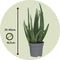 Plant in a Box - Aloë Vera - Set van 6 - Kamerplanten - Succulenten - Pot 10.5cm - Hoogte 25-40cm