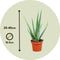 Plant in a Box - Aloë Vera - Set van 6 - Kamerplanten - Succulenten - Pot 10.5cm - Hoogte 25-40cm
