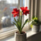 Plant in a Box - Amaryllis - Hippeastrum 'Cozy Teddy Red' - Bloembol - Rode bloemen
