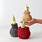 Plant in a Box - Amaryllis - Hippeastrum 'Cozy Teddy Red' - Bloembol - Rode bloemen