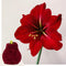 Plant in a Box - Amaryllis - Hippeastrum 'Cozy Teddy Red' - Bloembol - Rode bloemen