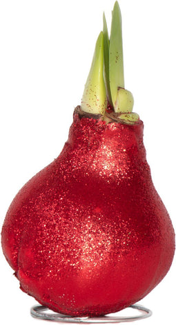 Plant in a Box - Amaryllis - Hippeastrum 'Glitter Red' - Bloembol - Rode bloemen