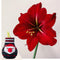 Plant in a Box - Amaryllis - Hippeastrum 'Santa Sweater' - Bloembol - Rode bloemen