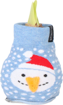 Plant in a Box - Amaryllis - Hippeastrum 'Snowman Sweater' - Bloembol - Rode bloemen