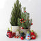 Plant in a Box - Amaryllis - Hippeastrum 'Snowman Sweater' - Bloembol - Rode bloemen