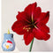 Plant in a Box - Amaryllis - Hippeastrum 'Snowman Sweater' - Bloembol - Rode bloemen