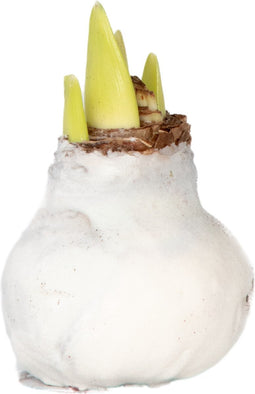Plant in a Box - Amaryllis - Hippeastrum 'Velvet White' - Bloembol - Witte bloemen