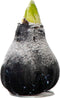 Plant in a Box - Amaryllis - Hippeastrum 'Wax Snow Black' - Bloembol - Rode bloemen