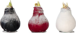 Plant in a Box - Amaryllis - Hippeastrum 'Wax Snow Mix' - Bloembol - Rode bloemen