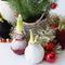 Plant in a Box - Amaryllis - Hippeastrum 'Wax Snow Mix' - Bloembol - Rode bloemen