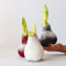 Plant in a Box - Amaryllis - Hippeastrum 'Wax Snow Mix' - Bloembol - Rode bloemen