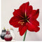 Plant in a Box - Amaryllis - Hippeastrum 'Wax Snow Mix' - Bloembol - Rode bloemen