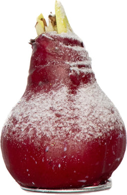 Plant in a Box - Amaryllis - Hippeastrum 'Wax Snow Red' - Bloembol - Rode bloemen