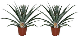 Plant in a Box - Ananas comosus - Set van 2 - Tropische Ananasplant - anti-snurkplant - bromeläine enzym - Pot 14cm - Hoogte 45-55cm