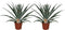 Plant in a Box - Ananas comosus - Set van 2 - Tropische Ananasplant - anti-snurkplant - bromeläine enzym - Pot 14cm - Hoogte 45-55cm