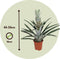 Plant in a Box - Ananas comosus - Set van 2 - Tropische Ananasplant - anti-snurkplant - bromeläine enzym - Pot 14cm - Hoogte 45-55cm