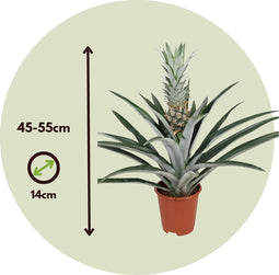 Plant in a Box - Ananas comosus - Tropische Ananasplant - anti-snurkplant - bromeläine enzym - Pot 14cm - Hoogte 45-55cm
