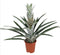 Plant in a Box - Ananas comosus - Tropische Ananasplant - anti-snurkplant - bromeläine enzym - Pot 14cm - Hoogte 45-55cm