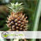 Plant in a Box - Ananasplant Mi Amigo - Kamerplant - Pot 12cm - Hoogte 35-45cm