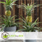 Plant in a Box - Ananasplant Mi Amigo - Kamerplant - Pot 12cm - Hoogte 35-45cm