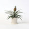 Plant in a Box - Ananasplant Mi Amigo - Kamerplant - Pot 12cm - Hoogte 35-45cm