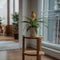Plant in a Box - Ananasplant Mi Amigo - Kamerplant - Pot 12cm - Hoogte 35-45cm