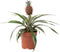 Plant in a Box - Ananasplant Mi Amigo - Kamerplant - Pot 12cm - Hoogte 35-45cm