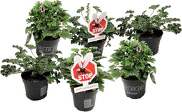 Plant in a Box - Anti-muggen Geraniums - Set van 6 - Winterharde tuinplanten - Pot 10.5cm - Hoogte 20-30cm