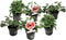 Plant in a Box - Anti-muggen Geraniums - Set van 6 - Winterharde tuinplanten - Pot 10.5cm - Hoogte 20-30cm