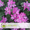 Plant in a Box - Anti-muggen Geraniums - Set van 6 - Winterharde tuinplanten - Pot 10.5cm - Hoogte 20-30cm