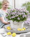 Plant in a Box - Anti-muggen Geraniums - Set van 6 - Winterharde tuinplanten - Pot 10.5cm - Hoogte 20-30cm