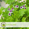 Plant in a Box - Anti-muggen Geraniums - Set van 6 - Winterharde tuinplanten - Pot 10.5cm - Hoogte 20-30cm