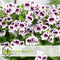 Plant in a Box - Anti-muggen Geraniums - Set van 6 - Winterharde tuinplanten - Pot 10.5cm - Hoogte 20-30cm