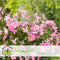 Plant in a Box - Anti-muggen Geraniums - Set van 6 - Winterharde tuinplanten - Pot 10.5cm - Hoogte 20-30cm