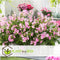 Plant in a Box - Anti-muggen Geraniums - Set van 6 - Winterharde tuinplanten - Pot 10.5cm - Hoogte 20-30cm