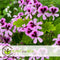 Plant in a Box - Anti-muggen Geraniums - Set van 6 - Winterharde tuinplanten - Pot 10.5cm - Hoogte 20-30cm