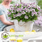 Plant in a Box - Anti-muggen Geraniums - Set van 6 - Winterharde tuinplanten - Pot 10.5cm - Hoogte 20-30cm