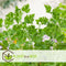 Plant in a Box - Anti-muggen Geraniums - Set van 6 - Winterharde tuinplanten - Pot 10.5cm - Hoogte 20-30cm