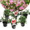Plant in a Box - Anti-muggen Geraniums - Set van 6 - Winterharde tuinplanten - Pot 10.5cm - Hoogte 20-30cm