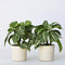 Plant in a Box - Aphelandra - Set van 2 - Zebraplant - Groene kamerplant - Unieke bladeren - Pot 13cm - Hoogte 25-45cm